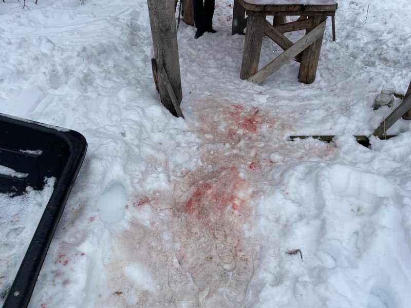 В Шарангском районе полицейские возбудили уголовное дело по факту незаконной охоты на лося