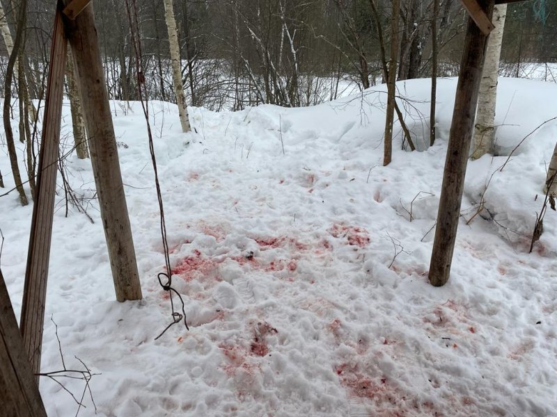 В Шарангском районе полицейские возбудили уголовное дело по факту незаконной охоты на лося